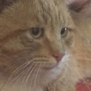 Meet your Posher, Manuel